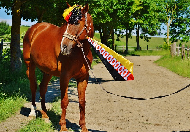 壮观场面的 壮观场面的